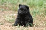 SCHIPPERKE 632